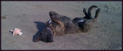 dog lazing on her back sunbathing 